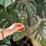 Self-Watering Glass Plant Globes – We The Wild – 2 Pack